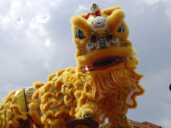 Lion Looking at you